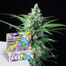 freigeist. Cannabissamen 'AK47 - Autoflowering'