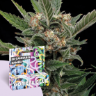 freigeist. Cannabissamen 'Gorilla Glue'