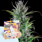 freigeist. Cannabissamen 'Northern Lights'