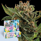 freigeist. Cannabissamen 'White Widow - Autoflowering'