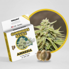 SMASH Cannabissamen 'Amnesia'