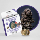SMASH Cannabissamen 'French Cookies - Autoflowering'